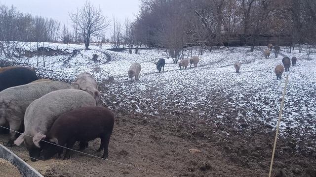 Воронежская область, д. Масычево