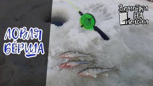 Ловля Бёрша на Волге #отдых #рыбалка