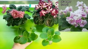 Сорт и спорт у фиалок! Показываю на своих фиалках как вернуть фиалке сортовое цветение)
