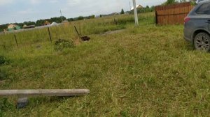 Субботний завтрак шалыками на даче и немного поработал