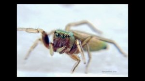 Golden Jumping Spider (Tutelina elegans)