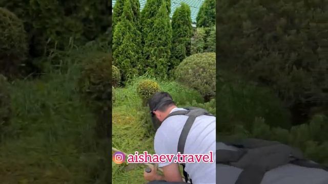 Как правильно косить Газонокосилкой??? Как завести? Настроить Триммер #дача #сад #газон #лайфхак #я