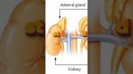 WHAT IS THE LARGEST GLAND IN THE BODY | General Knowledge | Science And Technology | Q & A