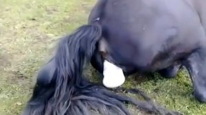 Рождение жеребёнка