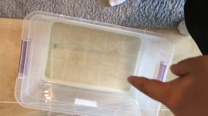 Как правильно содержать каспийскую болотную черепаху? Лат (Mauremys caspica)