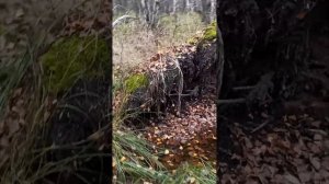 Сонный сердовинский лес с капами и сувелем