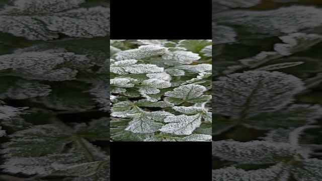 Мороз и солнце в Крыму