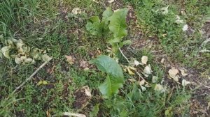 Сделала полезный салат из дикоросов. Нарвала полезных трав и нарезала для семьи витаминный салат. ПП