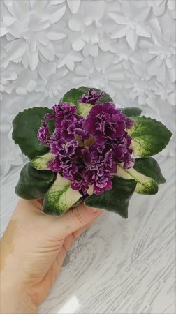Фиалка ЛЕ-Глинтвейн
