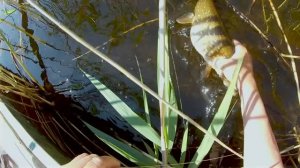 Как сделать и поставить на Селигере летнюю жерлицу-донку на ...