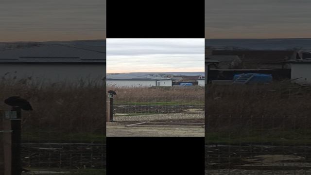 Вороны в ожидании завтрака#Анапа
