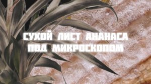 Сухой лист ананаса под микроскопом| лист под микроскопом