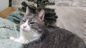 Джеtko - Постновогодняя