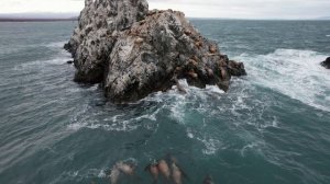 Камчатка, сивучи - спальный район.