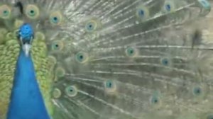 Какой такой Павлин-Мавлин?.. :-)) Emmanuelle  -красивая и романтичная песня)