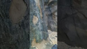 ВЛОГ | ЗООПАРК | ВЕЧЕРНЯЯ ПРОГУЛКА ВМЕСТЕ С  СЕМЬЕЙ