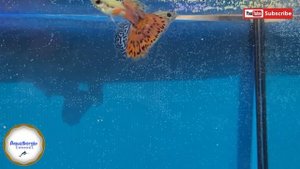 Красивые или нет?(гуппи,guppy) beautiful or not?