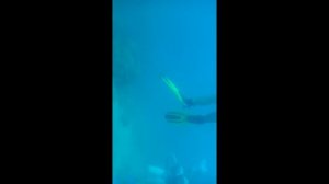 видео о заплыве в море