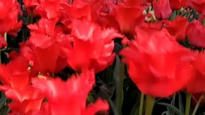 Поздравляю с Днём Победы!