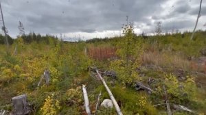 Брусника. Помним народные промыслы. В Карелию на Mitsubishi Pajero Sport с биглем. 2.23