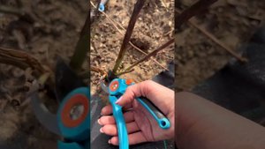 🆘 СПАСАЕМ РОЗЫ 🌹 после ЗИМЫ‼️ЗАМЕРЗЛИ РОЗЫ - СМОТРЕТЬ ОБЯЗАТЕЛЬНО, В ОПИСАНИИ ЛЕЧЕНИЕ