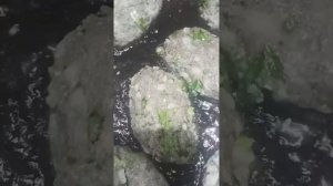 рыбные котлеты с вермишелью .