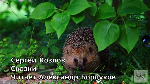 Сказки С.Козлова. Разговор