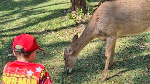 Ч. 2. В зоопарке Кхао Кхео в Таиланде 18.12.2024.  #зоопарк #таиланд # паттайя #животные