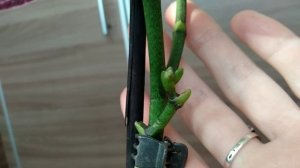 НИЧЕГО СЕБЕ! корни орхидеи ОТОВСЮДУ! орхидеи РАЗБУДЯТ корни СРАЗУ! ОТ полива, корней НЕ СОСЧИТАТЬ!