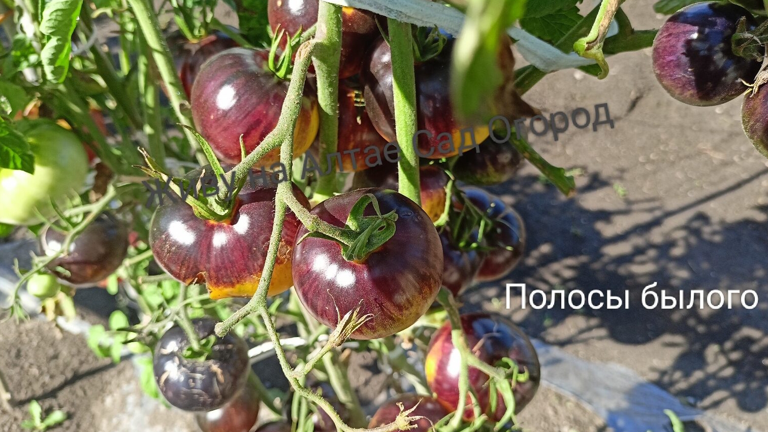 Обзор сорта томата "Полосы былого" в открытом грунте