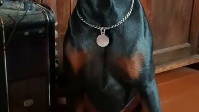 Эхо. Творчество хозяев на год дома. смотреть онлайн