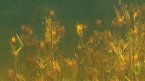 Подводный мир озера Балхаш