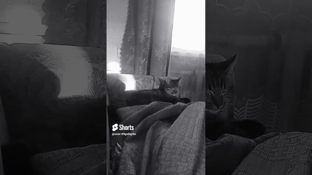 год прошел мой барс смотреть онлайн