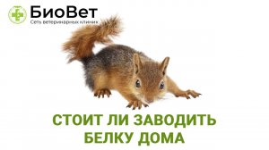 Стоит ли заводить белку дома