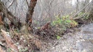Икромёт в приамурье.