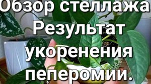 Обзор стеллажа с цветами