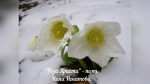 "Роза Христа" - поэт Нина Игнатова
