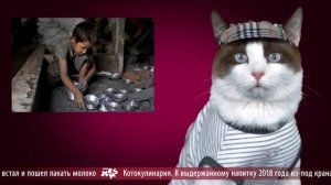 Mews News: День кошачьего единства