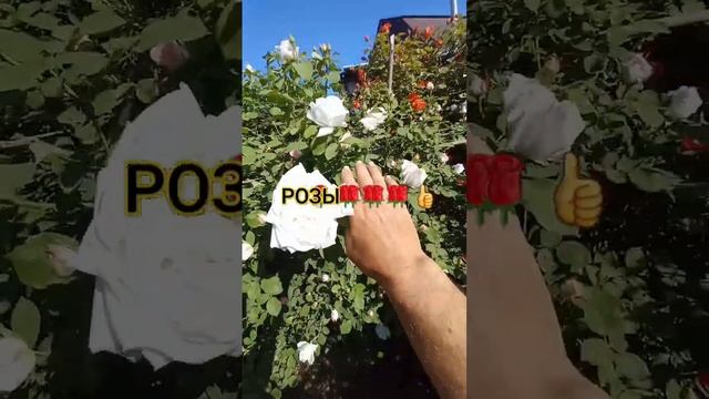 Розы #живунаюге #своятема#розы #краснодарскийкрай #кубань #белореченскийрайон
