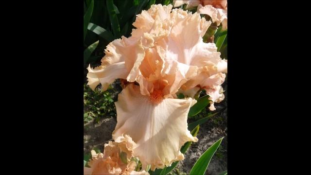 Sásliliomok - íriszek - kertészet - www.iriszvirag.hu смотреть онлайн