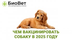 Вакцинация собак в 2025 году