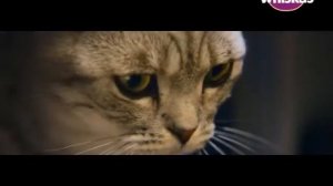 [ИТВ] Фрагмент эфира (Whiskas TV [Украина], 29.12.2021)