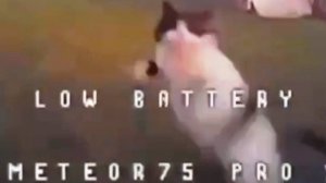 Российский кот лапой сбил беспилотник ВСУ, а затем подошёл к поверженному врагу