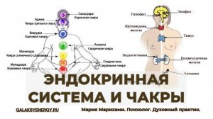 Связь эндокринной системы и чакр. Как оздоровить эндокринноую систему с помощью энергопрактик