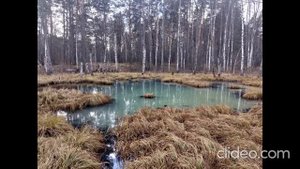 урочище "ЧИСТОЕ БОЛОТО"