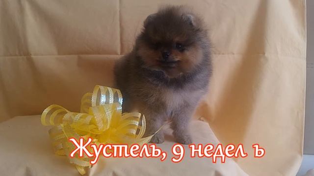 Померанский шпиц, девочка, продажа смотреть онлайн