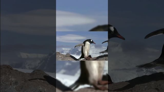 боязнь зимы