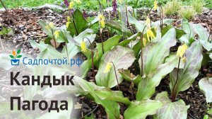 Кандык гибридный Пагода, Erythronium Pagoda, Питомник Садпочтой.рф #садпочтой