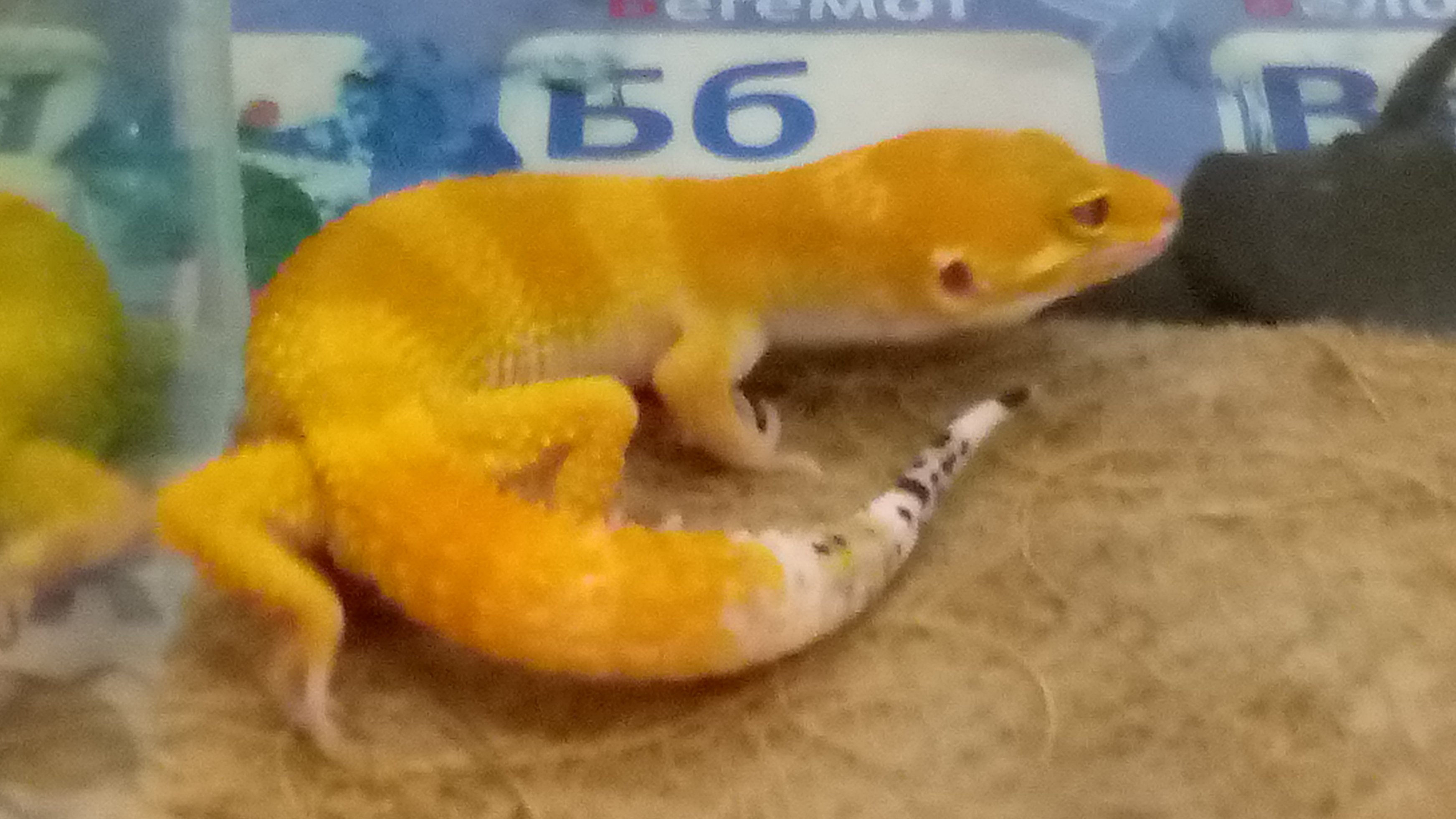 кормёшка