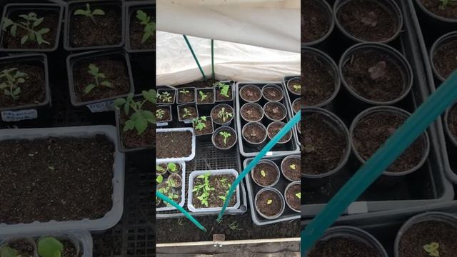 Рассада,ночь после заморозка-4. Рассада чувствует себя хорошо #рассада#рассадавтеплице#заморозки